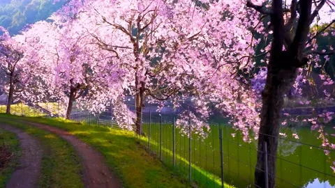 Cherry blossoms bloom Video stock 235662676