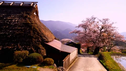 Cherry blossoms bloom Video stock 235666967