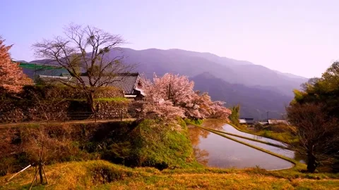 Cherry blossoms bloom Video stock 235667025