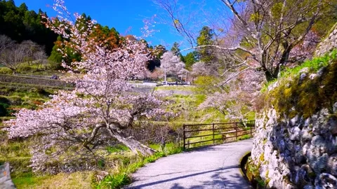 Cherry blossoms bloom Video stock 235667054