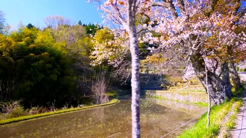 Cherry blossoms bloom Video stock 235667073