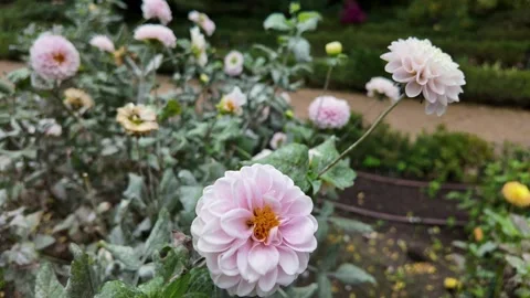 Cherry Blossoms in Bloom Stock Footage 289555298