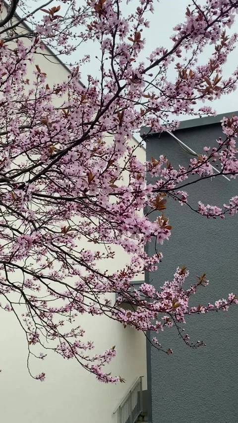 Cherry Blossoms in Bloom: Gentle Breeze at Home Stock Footage 272210284