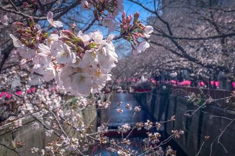 Cherry blossoms bloom over a river in Tokyo, Japan Stock Photos