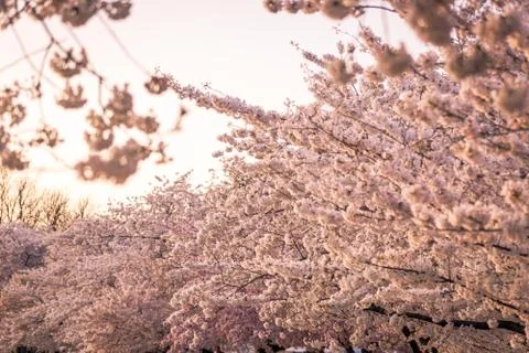 Cherry Blossoms in Bloom Stock Photos
