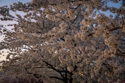 Cherry Blossoms in Bloom Stock Photos