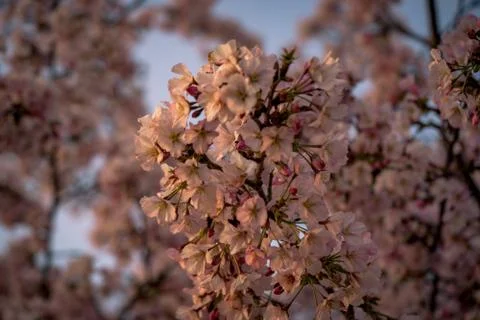 Cherry Blossoms in Bloom Stock Photos