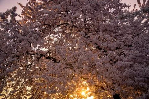 Cherry Blossoms in Bloom Stock Photos