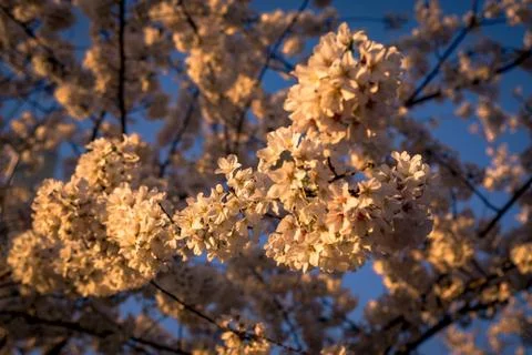 Cherry Blossoms in Bloom Stock Photos