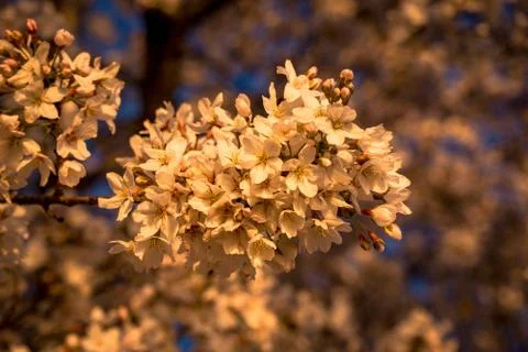 Cherry Blossoms in Bloom Stock Photos