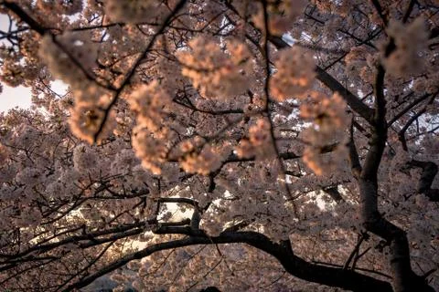 Cherry Blossoms in Bloom Stock Photos