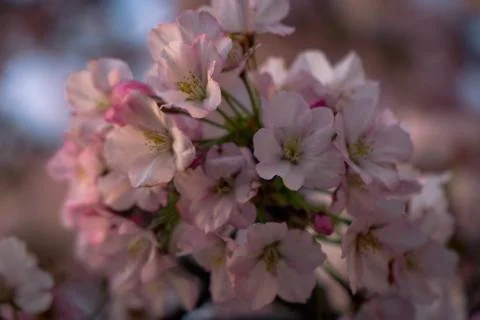 Cherry Blossoms in Bloom Stock Photos