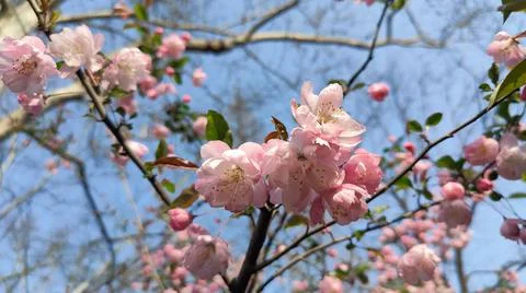 Cherry blossoms bloom Stock Photos