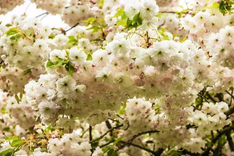 Cherry blossoms in bloom Stock Photos