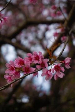 Cherry blossoms in bloom Stock Photos