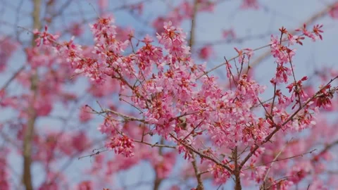 Cherry Blossoms Bloom at Planting Fields Arboretum, Oyster Bay, NY Stock Footage 318427898