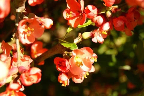 Cherry Blossoms Bloom In Spring 2 Stock Photos