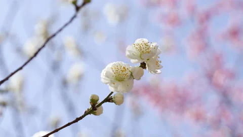 Cherry blossoms bloom in spring and sway with the wind Stock Footage 239935456