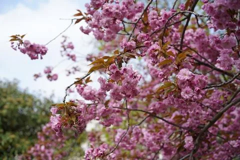 Cherry blossoms bloom in spring, creating vibrant scenery in a park Foto stock