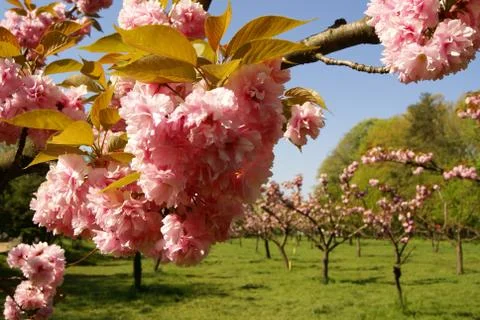 Cherry Blossoms Bloom In Spring Stock Photos