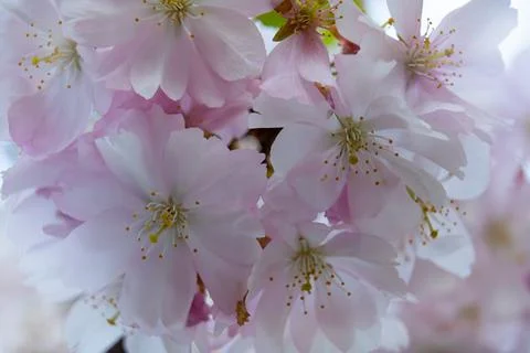 Cherry blossoms bloom in spring, showcasing delicate pink petals Stock Photos