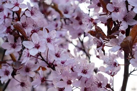 Cherry blossoms bloom in springtime, creating a lovely landscape Stock Photos