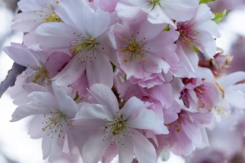 Cherry blossoms bloom in springtime at local park Stock Photos