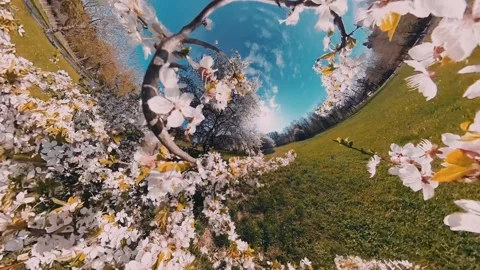 Cherry blossoms bloom in springtime park with vibrant colors and clear blue sky Stock Footage 308659663