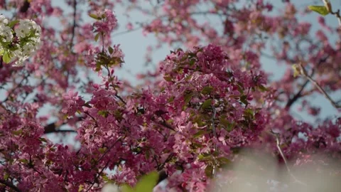 Cherry blossoms bloom in springtime park under clear blue sky Stock Footage 308723474