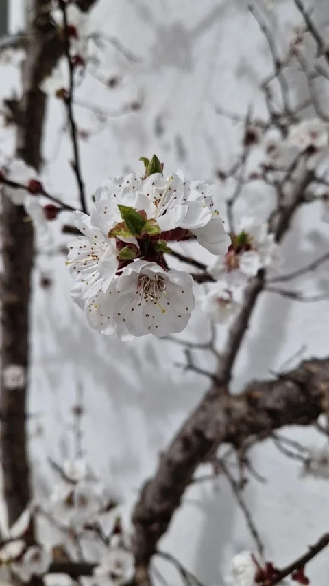 Cherry Blossoms in Bloom – Springtime Serenity Video Video stock 312216274