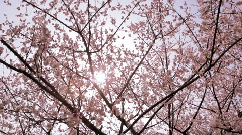 Cherry blossoms in bloom with sunlight Video stock 52860683