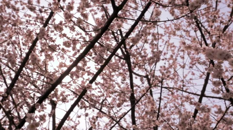 Cherry blossoms in bloom with sunlight 스톡 동영상 52860824