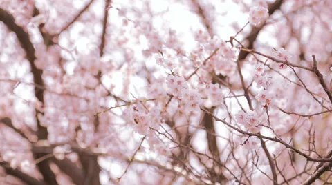 Cherry blossoms in bloom with sunlight 動画素材 52860895