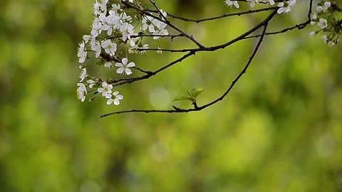 Cherry blossoms bloom on a sunny day Stock Footage 172114266