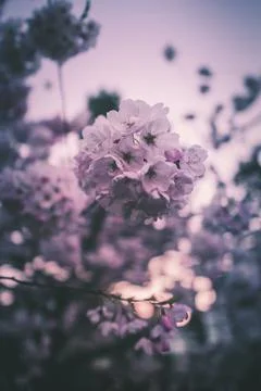 Cherry blossoms bloom at sunset in springtime Stock Photos