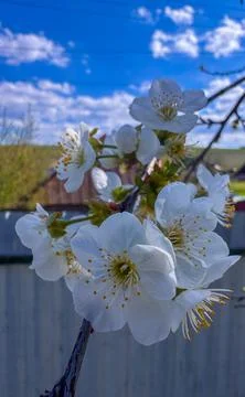 Cherry blossoms bloom under a blue sky in a rural area with houses Stock Photos
