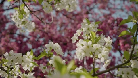 Cherry blossoms bloom in a vibrant park during springtime beauty Stock Footage 308723407