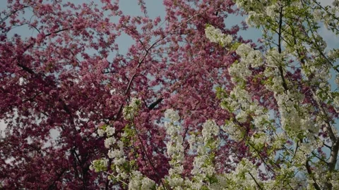 Cherry blossoms bloom in a vibrant spring park setting Stock Footage 308723342