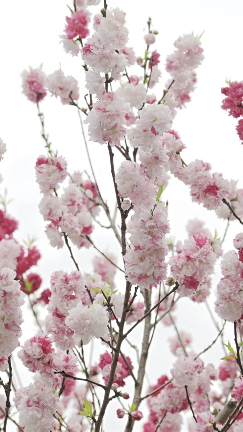 Cherry blossoms bloom vibrantly in springtime garden showcasing delicate pink Stock Footage 314099073