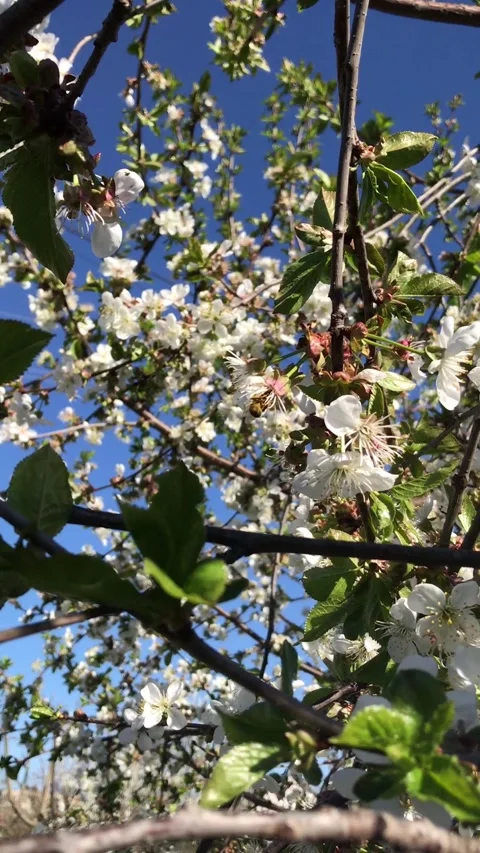 Cherry blossoms bloom in a warm spring day Stock Footage 308368394