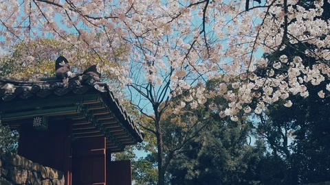 Cherry blossoms bloomed beautifully in old palaces on a sunny spring day Stock Footage 127038191