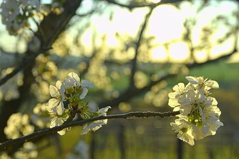 Cherry blossoms bloomed. Cherry branch in blossom. Cherry tree in bloom Stock-Fotos