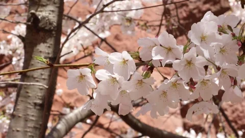 Cherry Blossoms Bloomed Close Up Vídeos de archivo 241289759