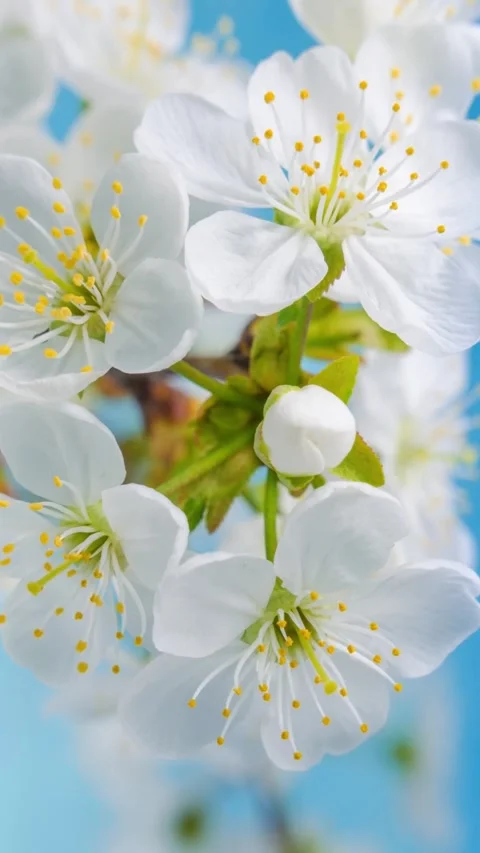 Cherry blossoms blooming on blue background. Video stock 335735220