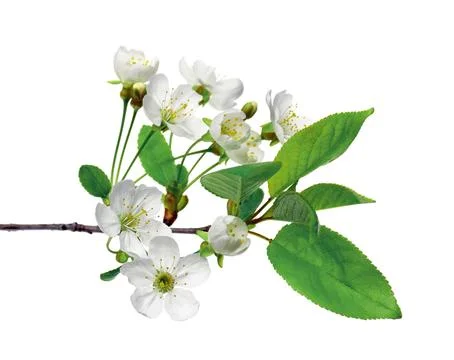 Cherry blossoms. Blooming cherry branches. Spring background. Stock Photos