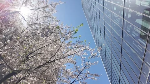 Cherry blossoms blooming in the city Stock Footage 307203489