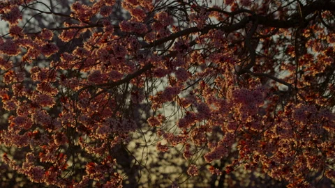 Cherry blossoms blooming during golden hour in spring Stock Footage 335384780