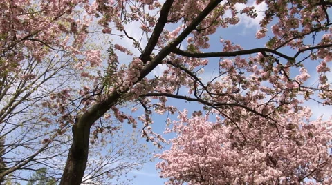 Cherry Blossoms Blooming Stock Footage 40835164