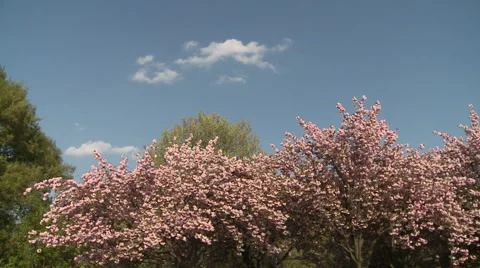 Cherry Blossoms Blooming Stock Footage 54711486