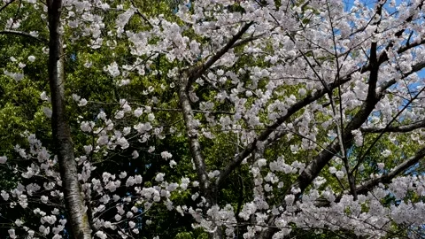 Cherry Blossoms Blooming Stock Footage 175624773